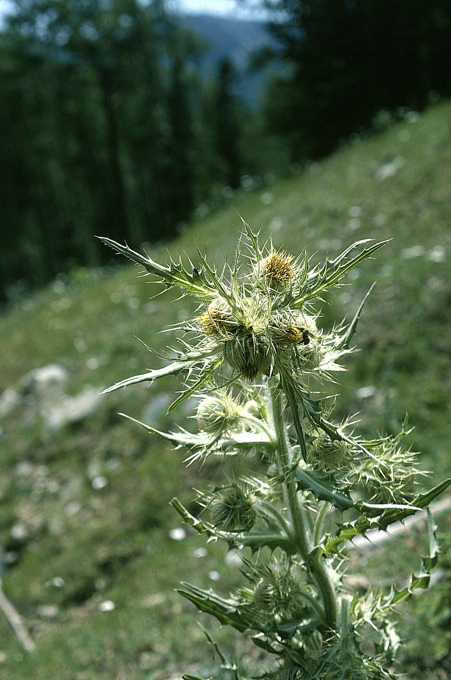 Image of Cirsium pallidum (Wooton & Standl.) Wooton & Standl.