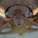 Image of Calligrapha (Bidensomela) androwi S. Clark & Cavey 1995