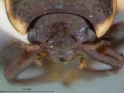 Image of Calligrapha (Bidensomela) androwi S. Clark & Cavey 1995