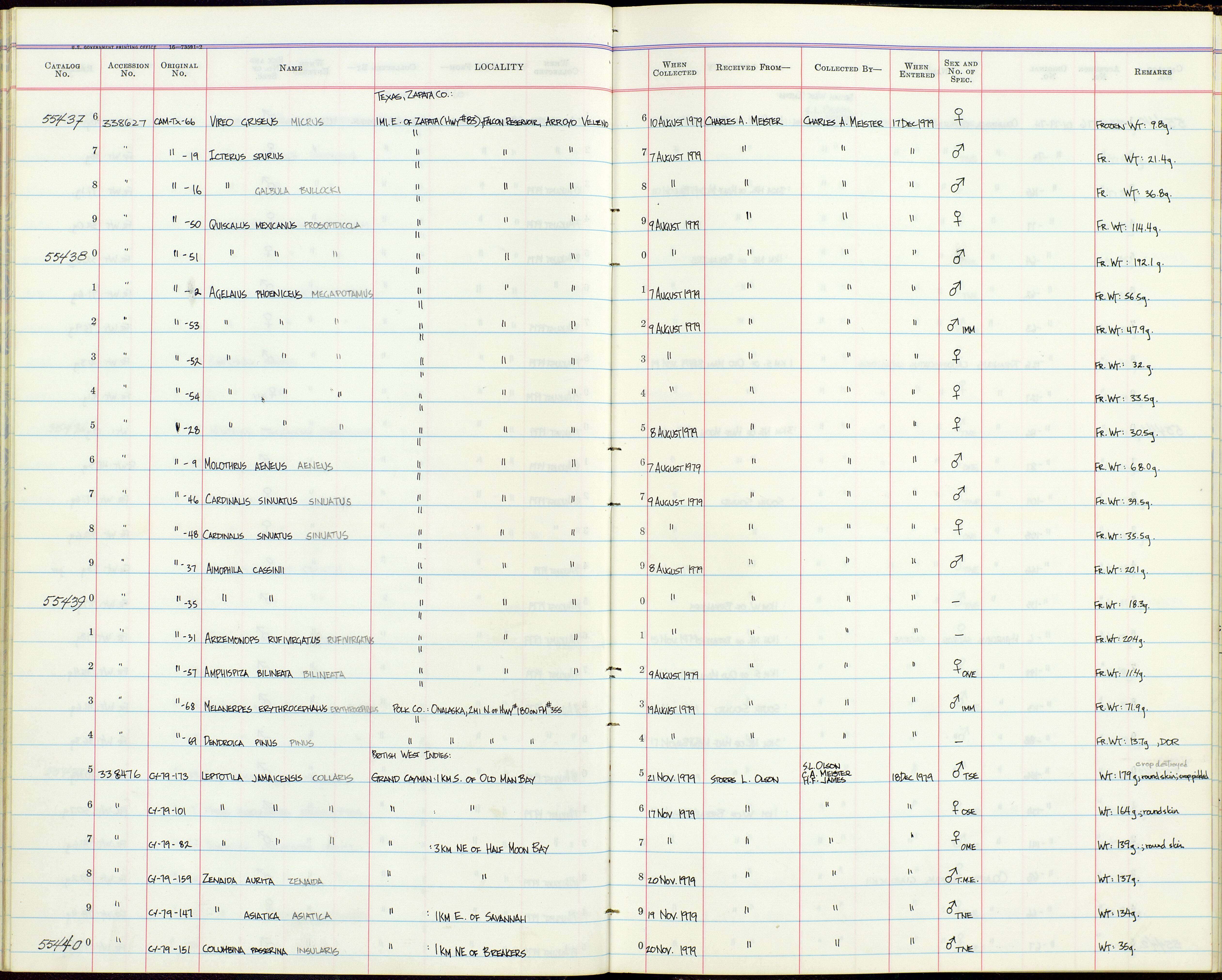 Cardinalis sinuatus sinuatus Bonaparte 1838 resmi