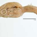 Image of Minigill snailfish