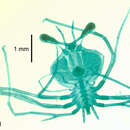 Image of Eduarctus modestus (Holthuis 1960)