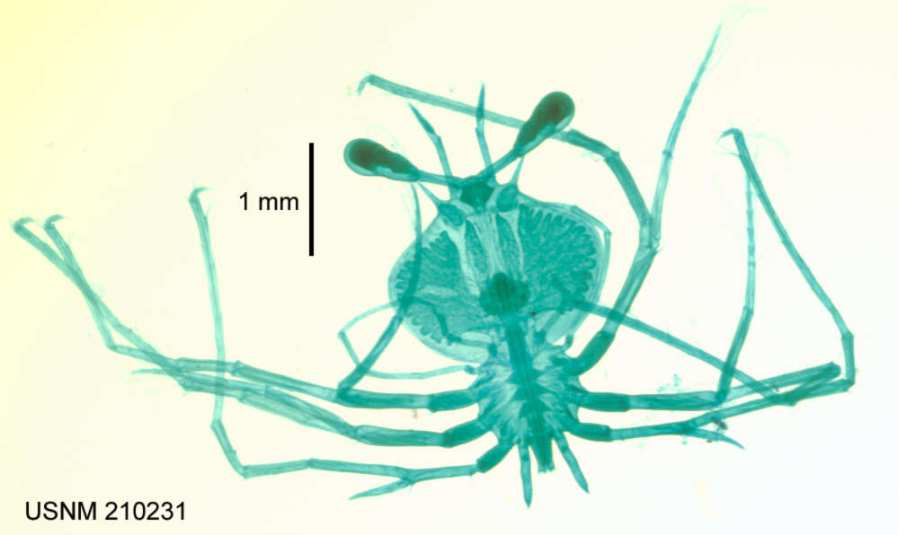 Image of Eduarctus modestus (Holthuis 1960)