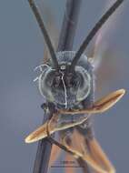 Image of Casinaria tenuiceps Walley 1947