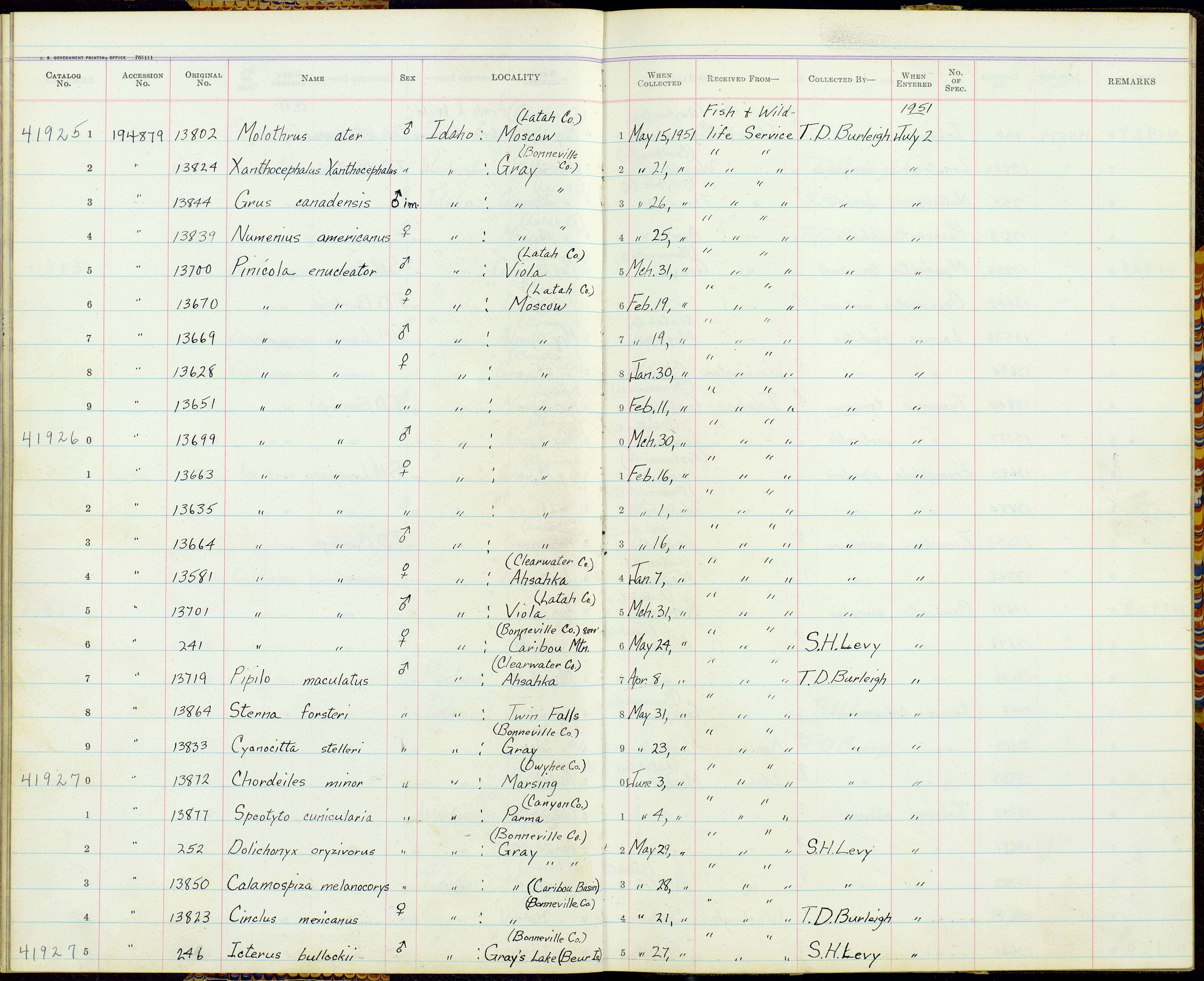 Pinicola enucleator alascensis Ridgway 1898 resmi