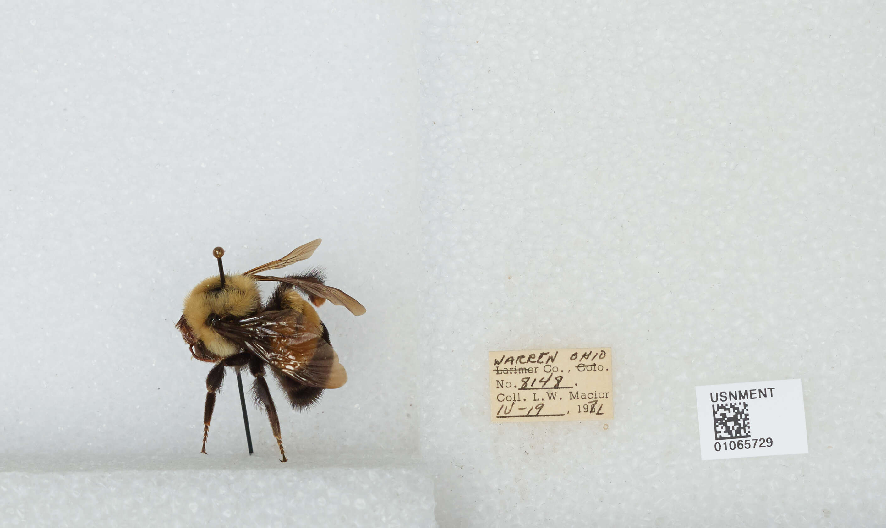 Слика од Bombus affinis Cresson 1864