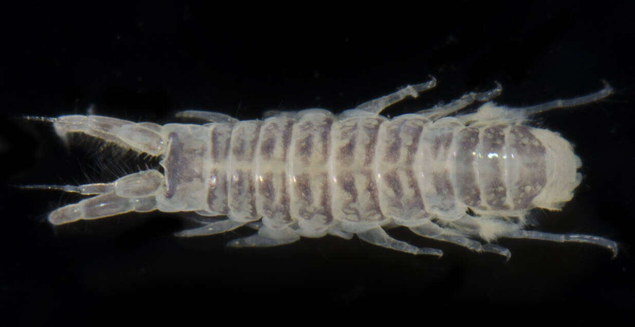 Monocorophium acherusicum (Costa 1853) resmi