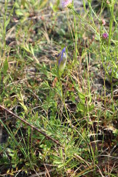 Image of pine barren gentian