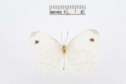 Слика од Leptosia alcesta (Stoll (1781))