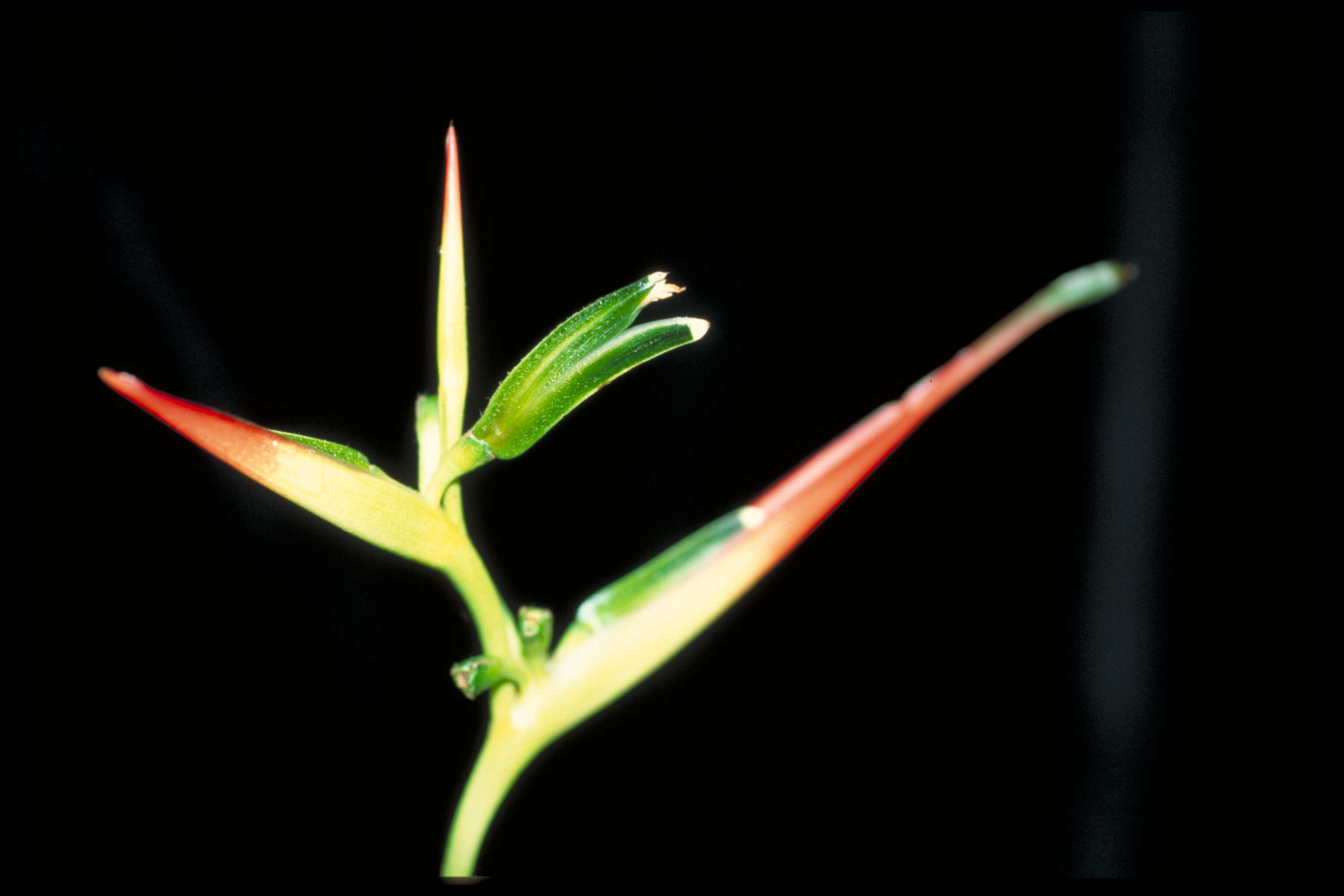 Image of Heliconia brachyantha L. Andersson