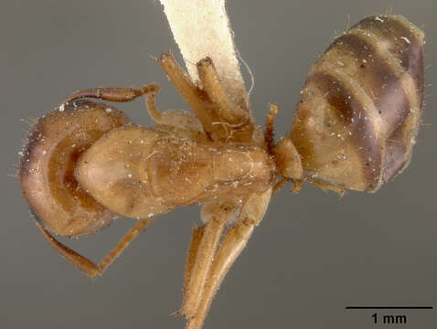 Imagem de Camponotus macilentus vulcanalis Wheeler 1919