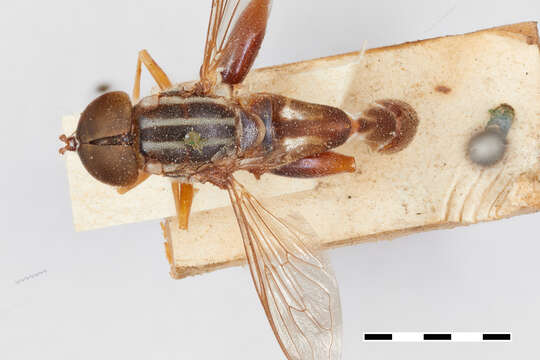 Image of Senogaster