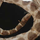 Image of Black-headed seasnake