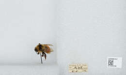 Image de Bombus sylvicola Kirby 1837