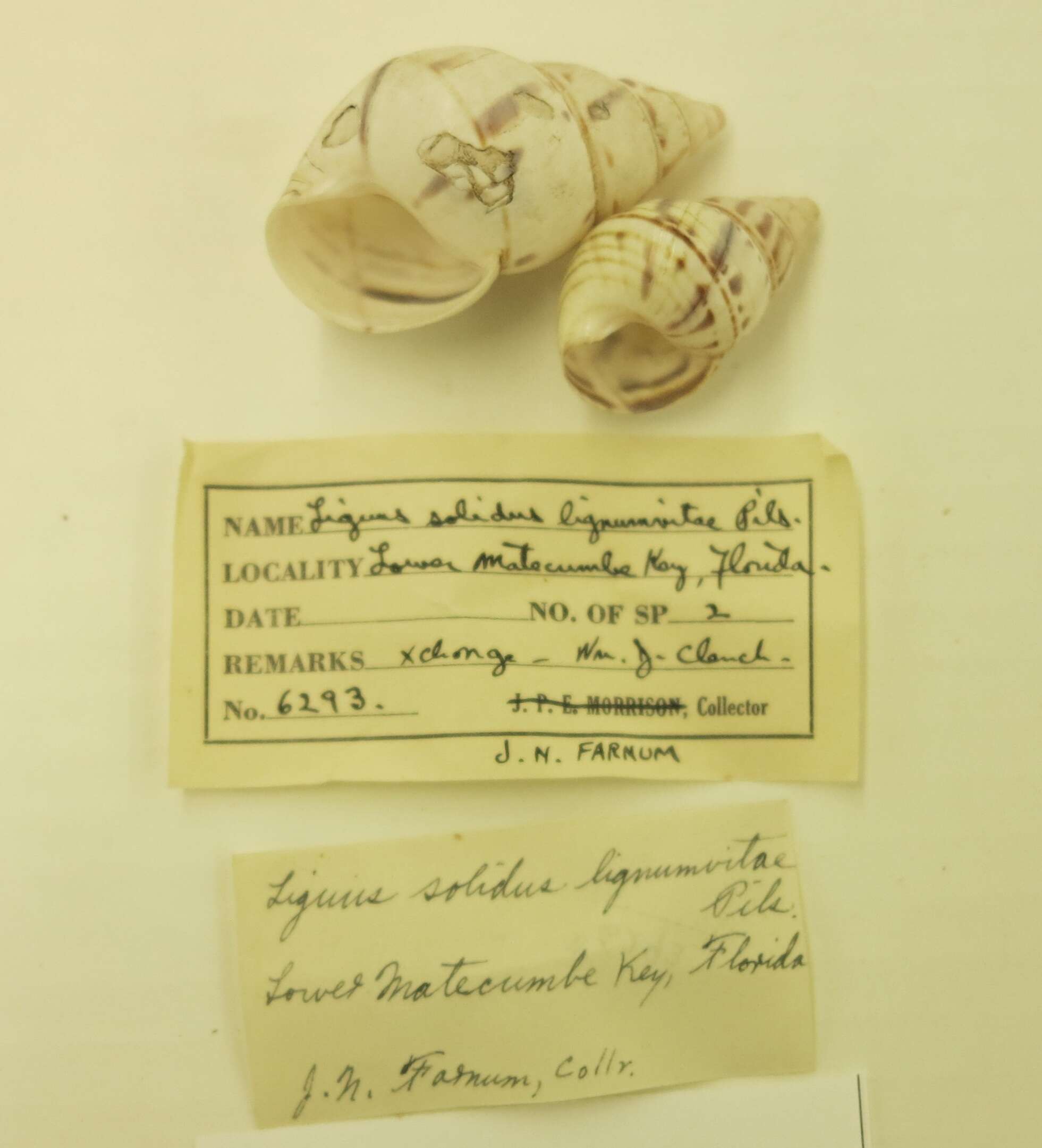 Liguus fasciatus (O. F. Müller 1774) resmi