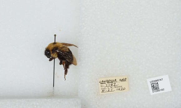 Image of Two-spotted Bumblebee