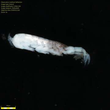 Image of Amphipoda