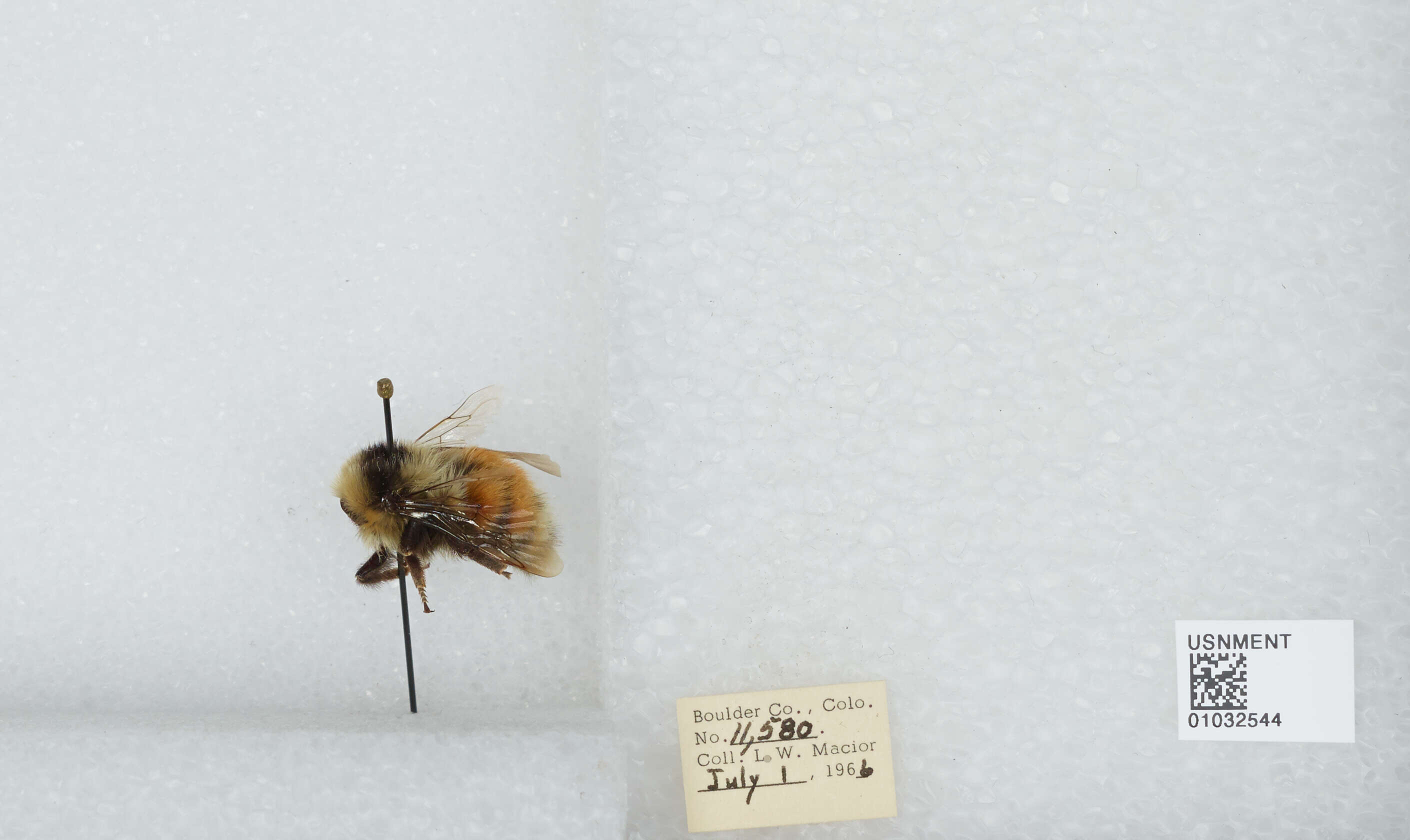 Image de Bombus sylvicola Kirby 1837