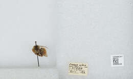 Image of Black Tail Bumble Bee