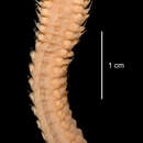 Anchinothria pycnobranchiata (McIntosh 1885) resmi