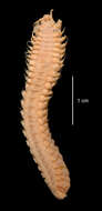 Image of Anchinothria pycnobranchiata (McIntosh 1885)