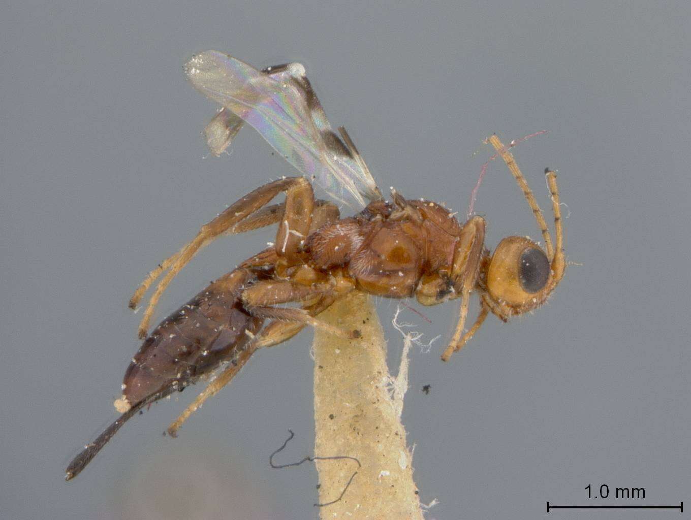 Image of Callihormius texanus Marsh 1966