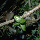 Image of Kohala Summit Melicope