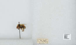 Image de Bombus sylvicola Kirby 1837