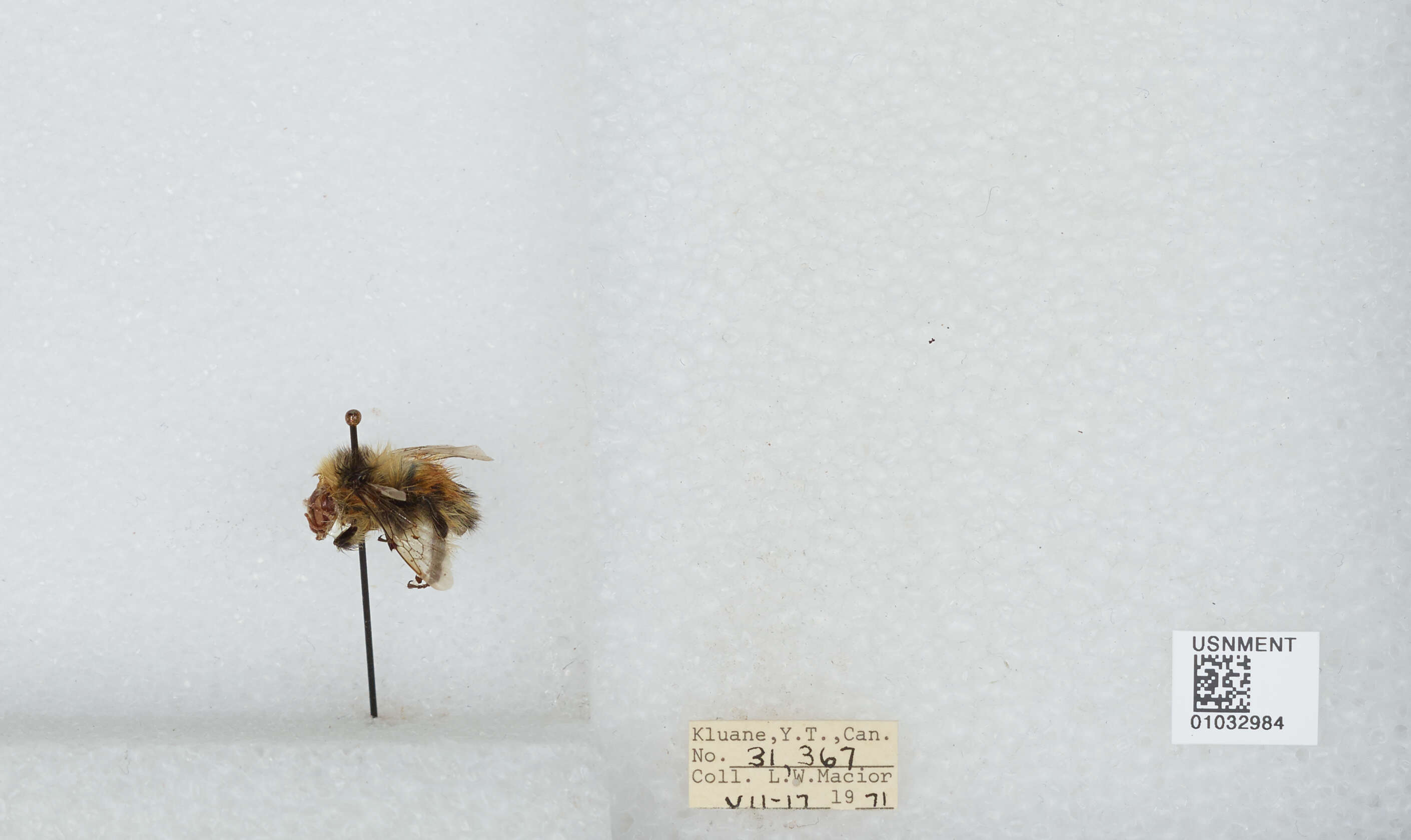 Image de Bombus sylvicola Kirby 1837