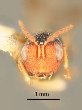 Image of Bephratelloides ablusus Grissell & Foster 1996