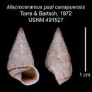 Imagem de Macroceramus pazi canapuensis C. Torre & Bartsch 2008