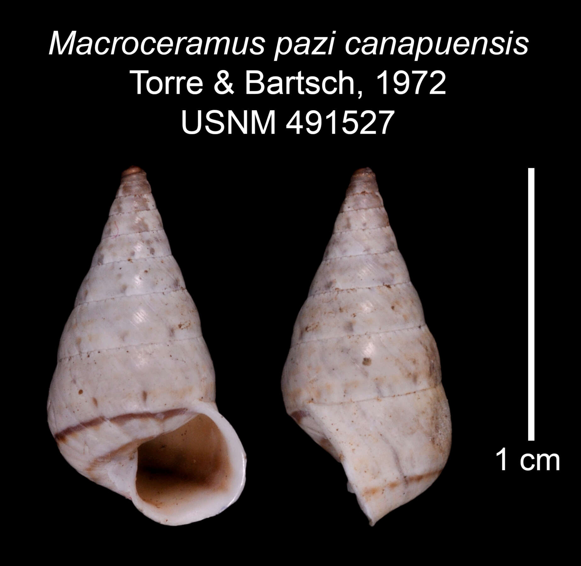 Imagem de Macroceramus pazi canapuensis C. Torre & Bartsch 2008