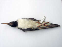 Image of Red Sea black-headed gull