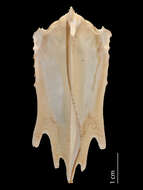 Image of Ibidorhynchidae