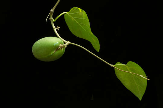 صورة Marsdenia coulteri Hemsl.