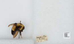 Слика од Bombus affinis Cresson 1864