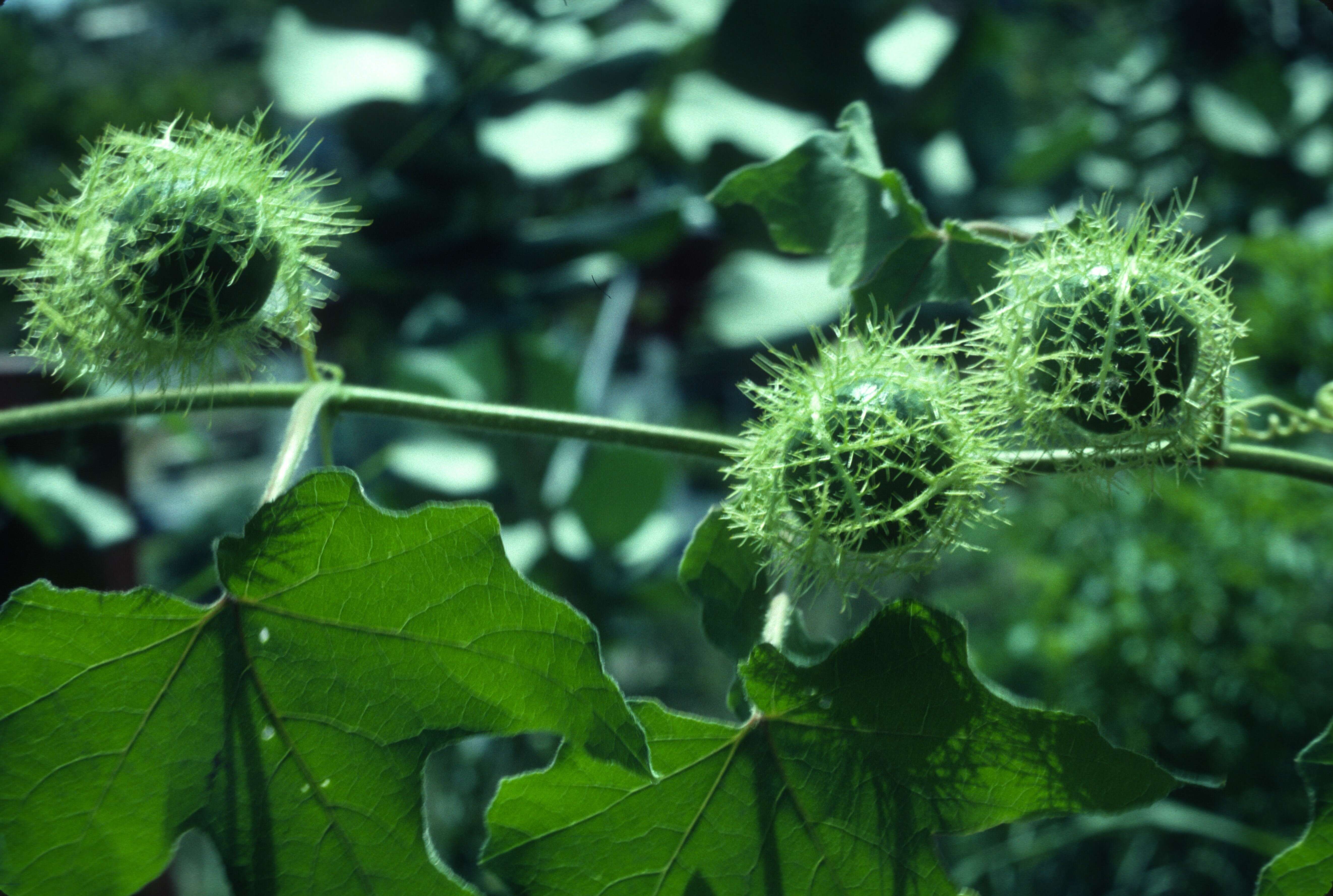 Image of fetid passionflower