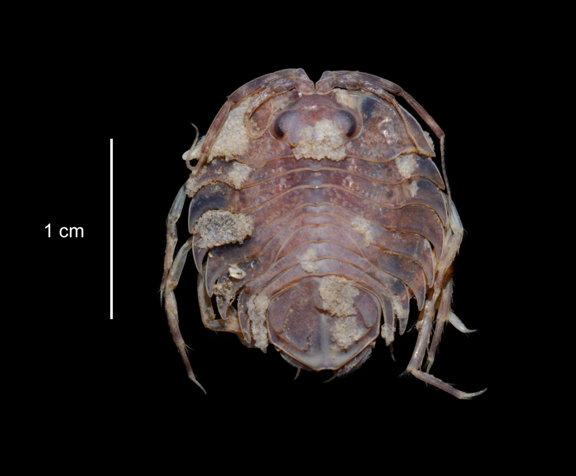 Image of Paraserolis polita (Pfeffer 1887)