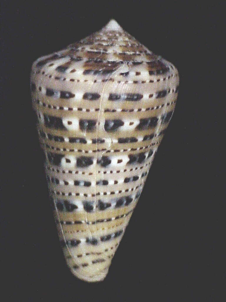 Image of garter cone