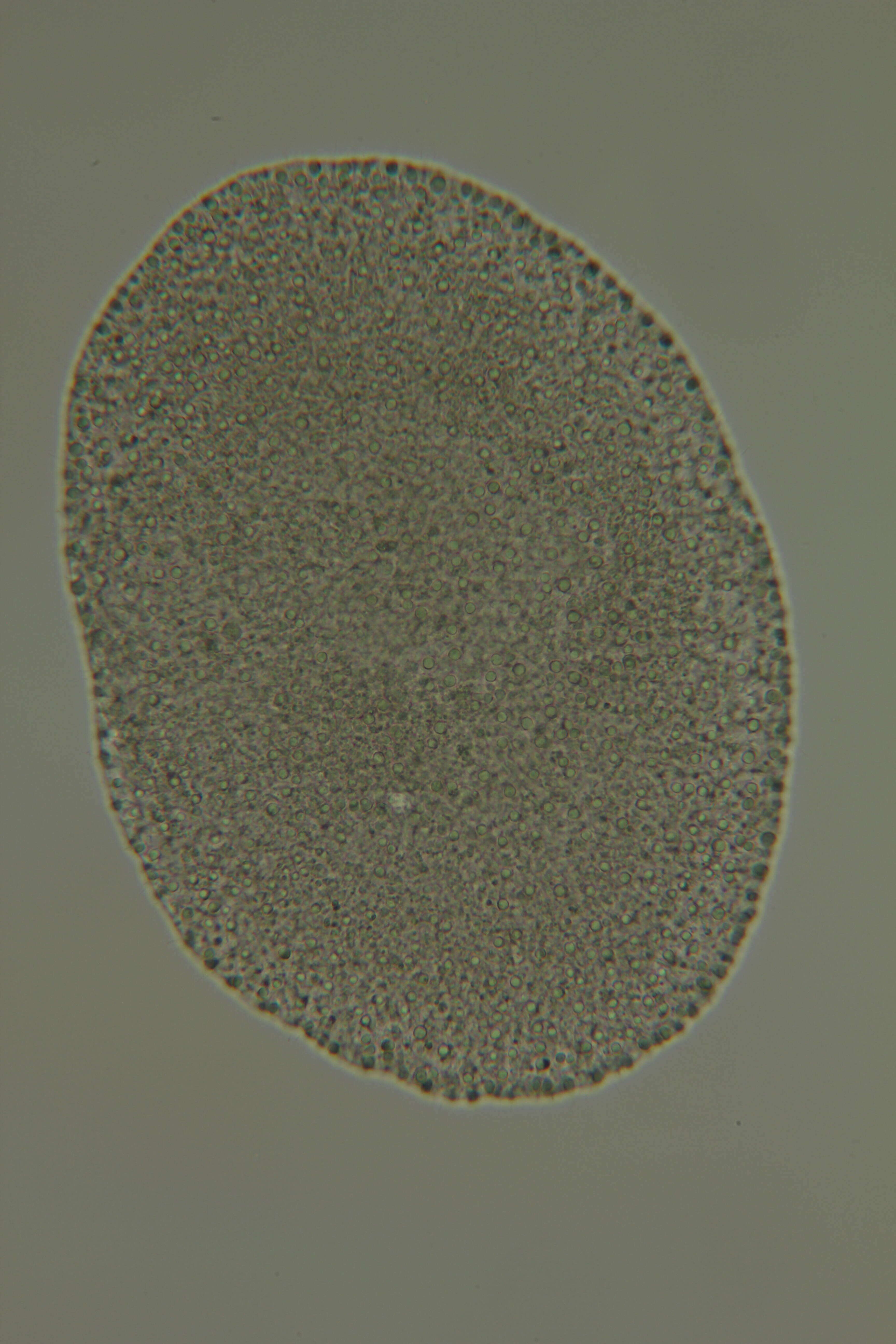 Image of placozoans