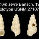 Image of <i>Bittium serra</i> Bartsch 1917