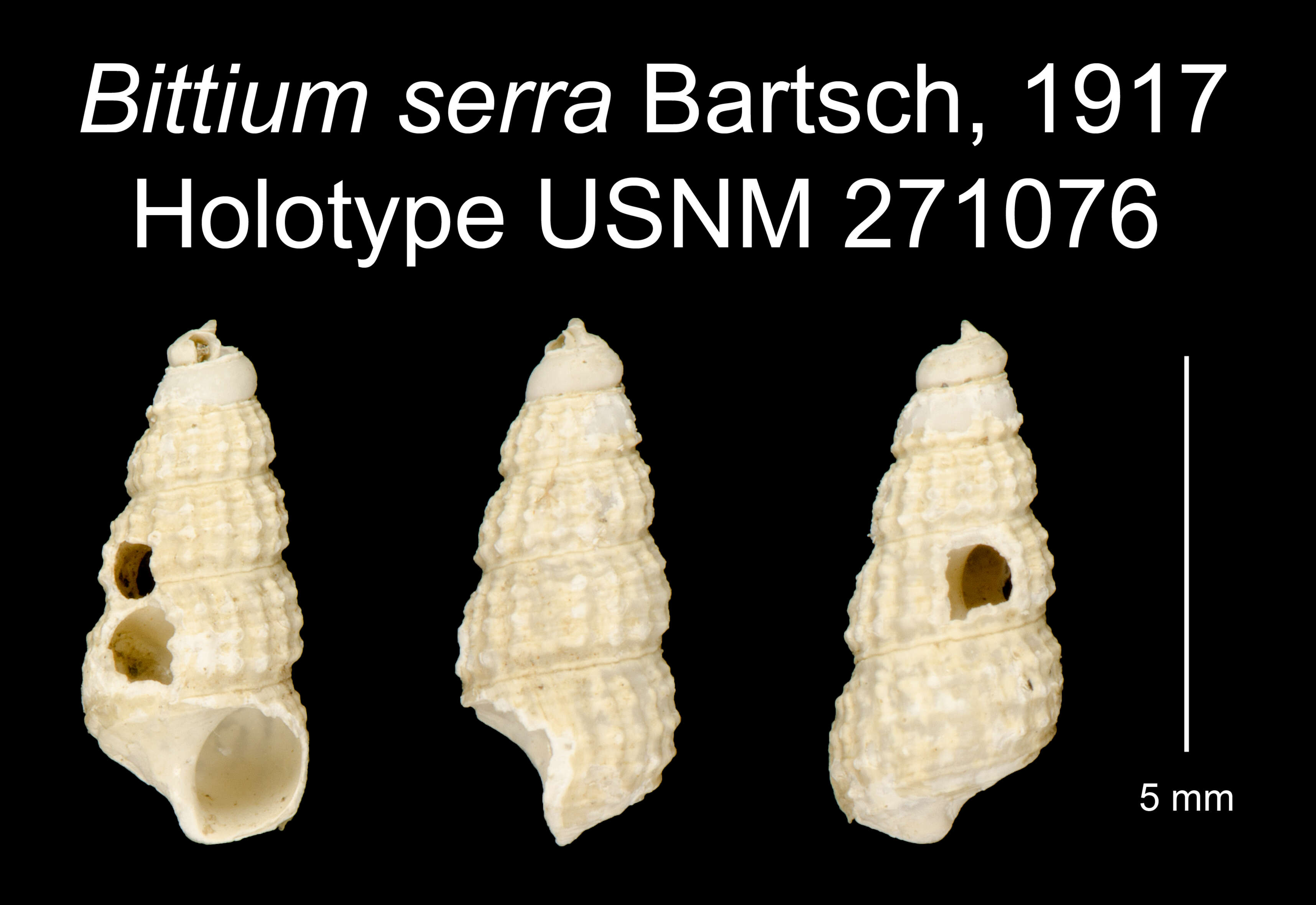 Слика од <i>Bittium serra</i> Bartsch 1917