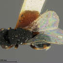 Image of Eurytoma profunda Bugbee 1967