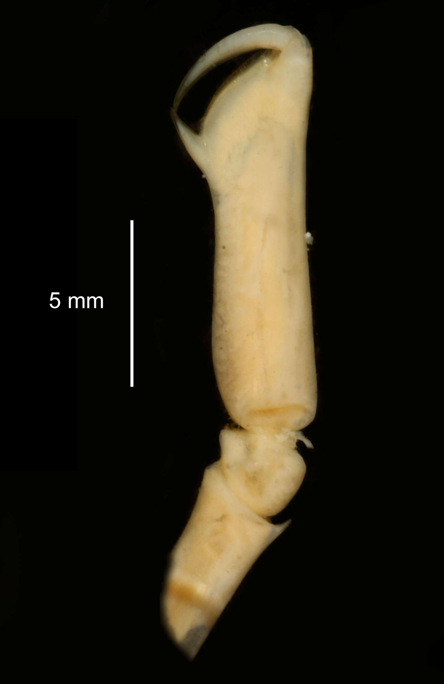 Image of Crangon antarcticus Pfeffer 1887