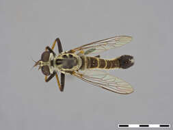 صورة Wilcoxius bullatus (Bromley 1929)