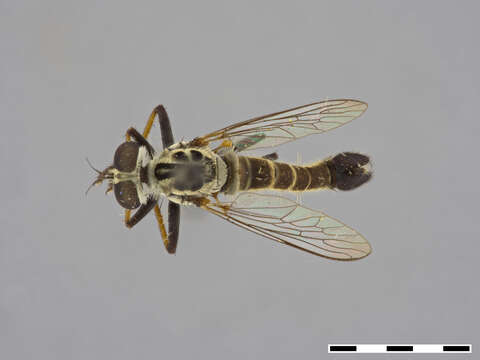 صورة Wilcoxius bullatus (Bromley 1929)