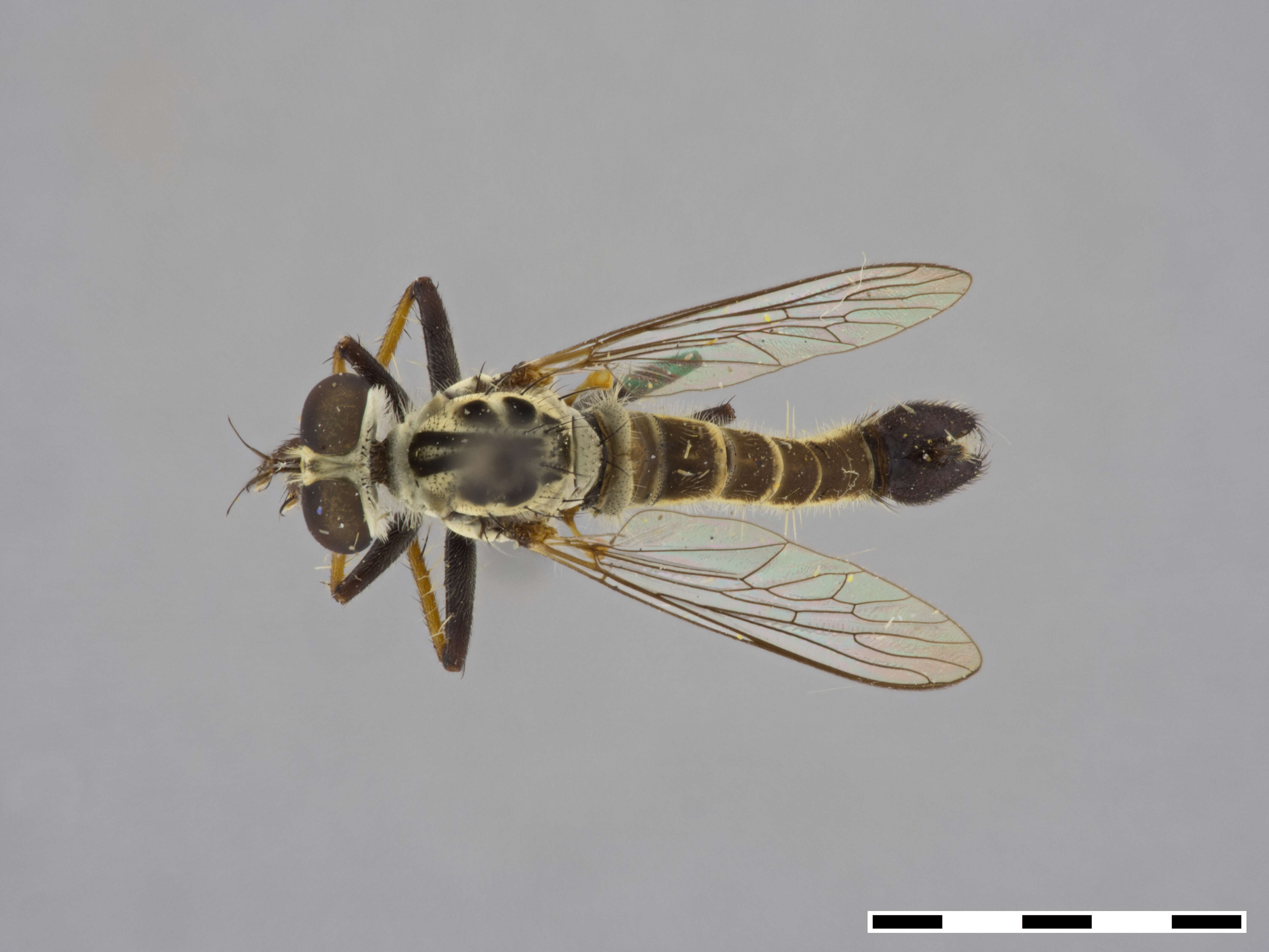 Image of Wilcoxius bullatus (Bromley 1929)