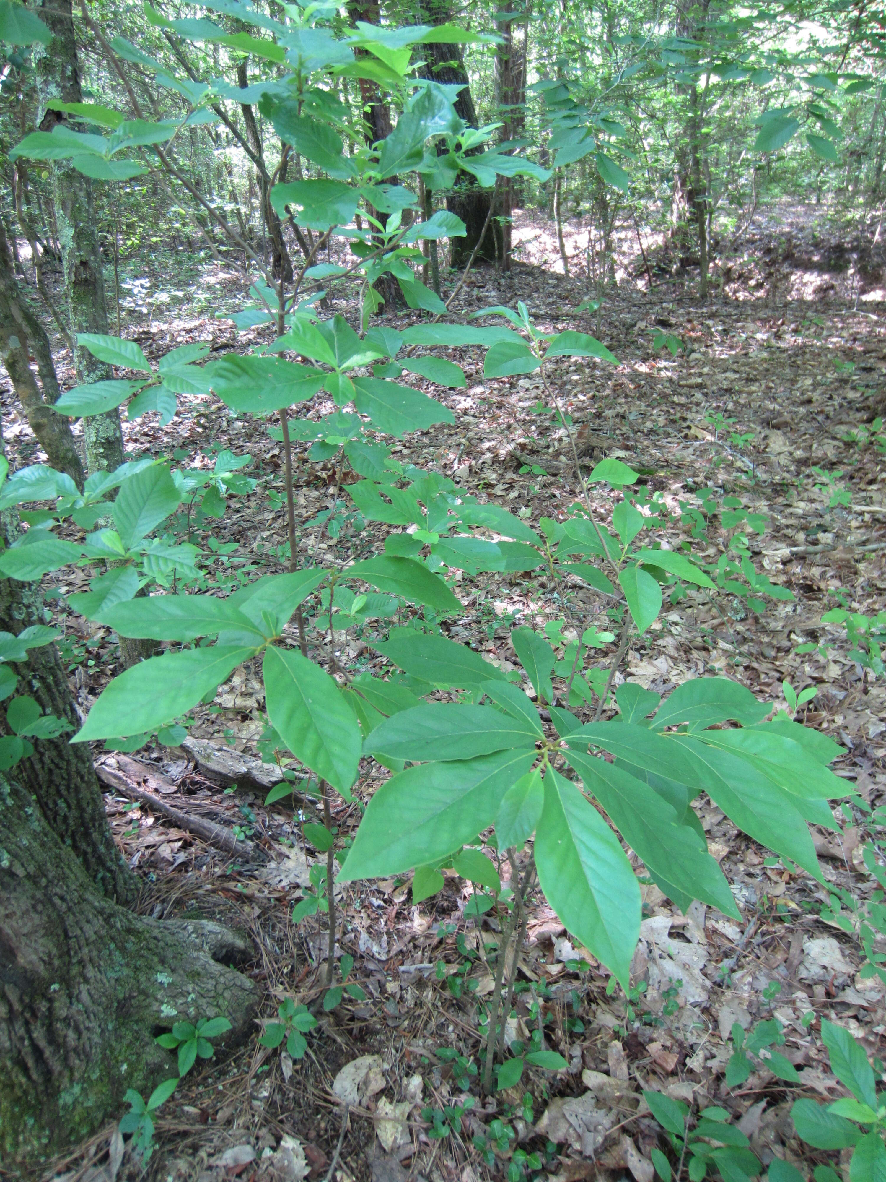 Image of Small-Flower Pawpaw