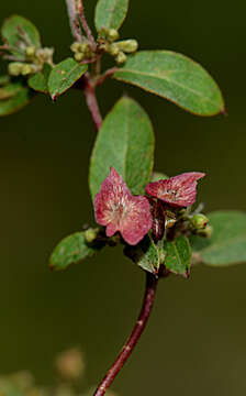 Image of Gaudichaudia albida Cham. & Schltdl.