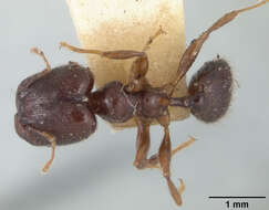 Image of Pheidole walkeri Mann 1922